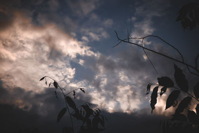 Low angle view of silhouette plants against sky at sunset