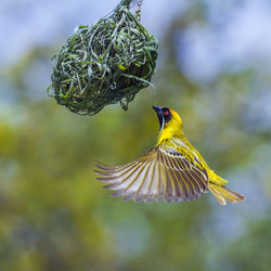 Close-up of bird flying