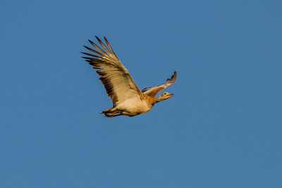 Low angle view of bird flying against clear blue sky