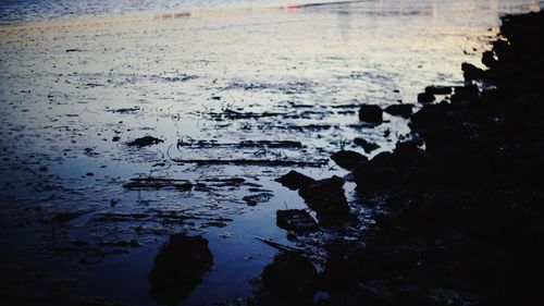 Trees in water