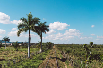 Scenic view of palm trees on field against sky