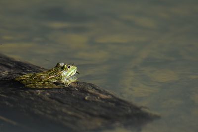 Close-up of frog on wood in lake