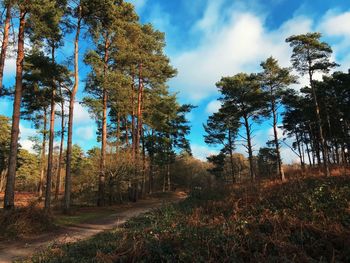 Trees in forest against sky