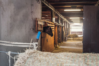 Interior of stable in horse breeding in florianka, zwierzyniec, roztocze, poland. 