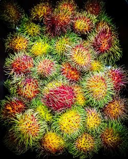 High angle view of cactus growing on field