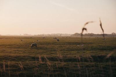 View of farm animals in the distance in an open field during blue hour in norfolk, england, uk.