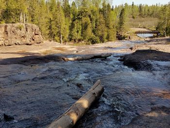 Scenic view of river in forest