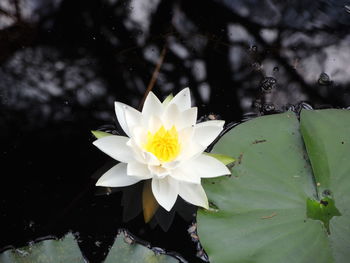 Close-up of water lily in pond