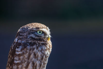 Close-up of a bird