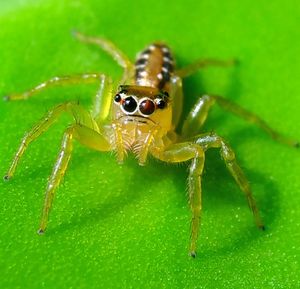 Close-up of spider