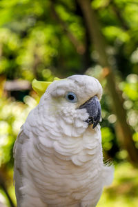 Close-up of a white parrot bird