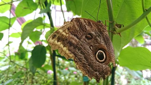 Close-up of butterfly on leaf