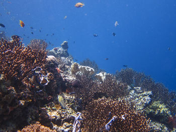 Fish swimming in sea