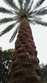 Low angle view of palm trees against sky