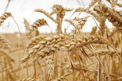 Close-up of wheat growing on field