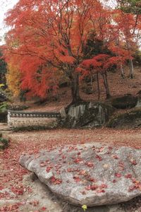 Trees in park during autumn