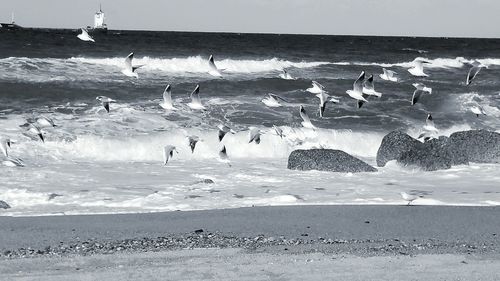 Seagulls flying over beach against sky