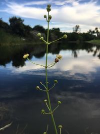 Close-up of plant floating on lake against sky