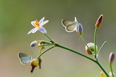 Close-up of white flowering plant