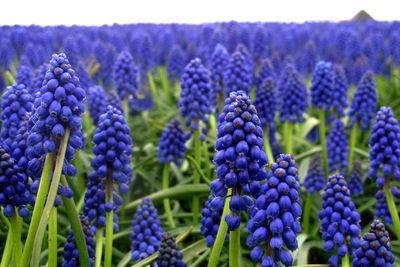 Close-up of lavender growing in field