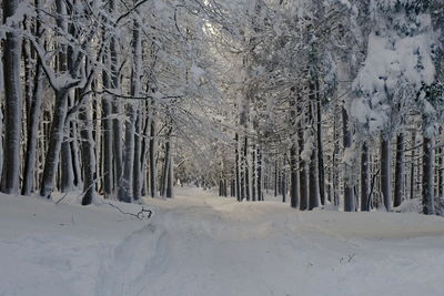 Snow covered land and trees in forest