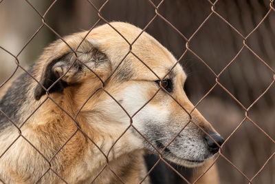 Close-up of dog seen through chainlink fence