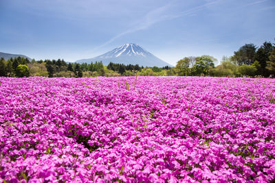 Pink flowering plants on field against sky