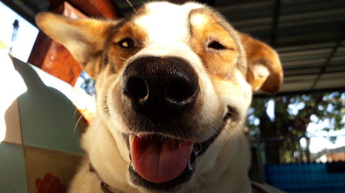 Close-up portrait of dog at home