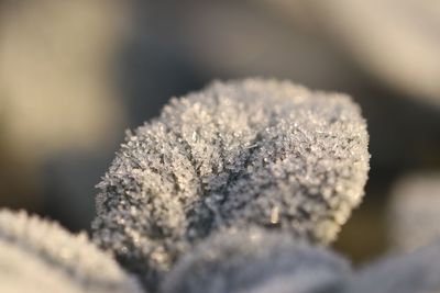 Close-up of frozen plant