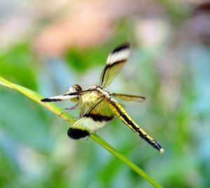 Close-up of dragonfly on stem