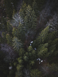 High angle view of pine trees growing in forest