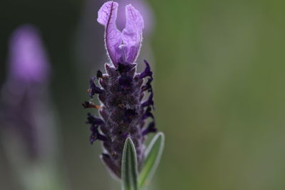 Close-up of insect on purple flower
