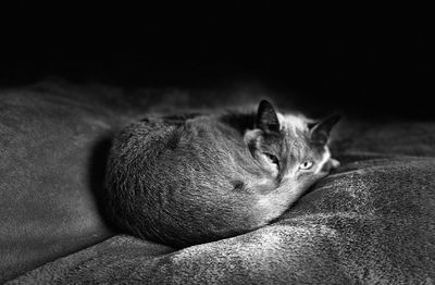 Close-up of cat sleeping on bed