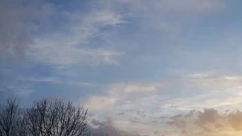 Low angle view of tree against sky