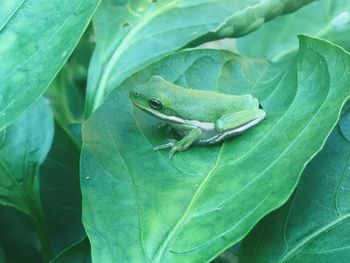 Close-up of frog on leaf