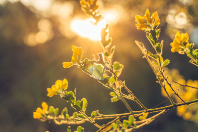 Close-up of yellow flowering plant on field