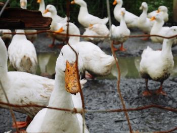 Close-up of birds in water