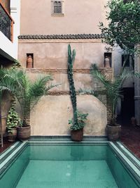 Potted plants by swimming pool against building