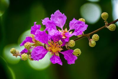 Close-up of insect on purple flowering plant