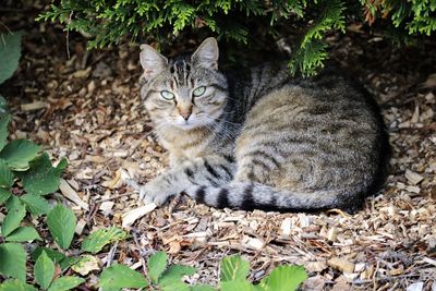 Portrait of cat on field