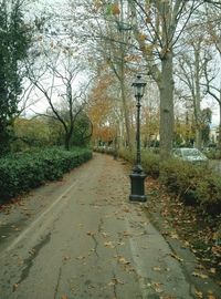 Empty road amidst trees