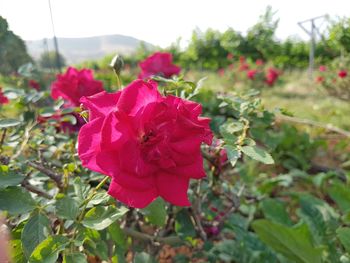 Close-up of red rose blooming outdoors