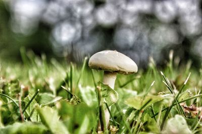 Close-up of mushroom growing on field