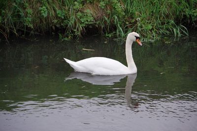 Swan swimming in lake