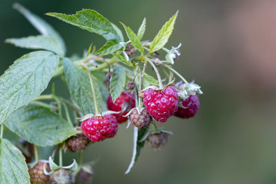 Close-up of strawberry growing on plant