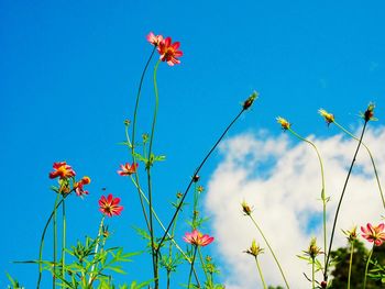 Low angle view of flowers against clear blue sky