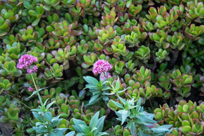 Close-up of pink flowering plants