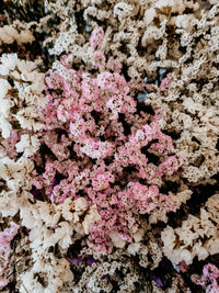 Full frame shot of pink flowers