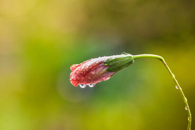 Close-up of wet flower on leaf