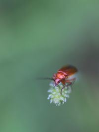 Close-up of insect on flower